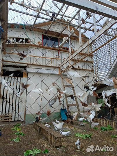 Продам голубей