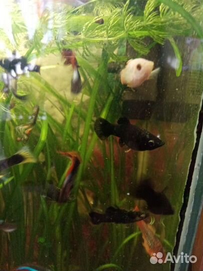 Гуппи, молинезии,меченосцы. Водоросли,улитки