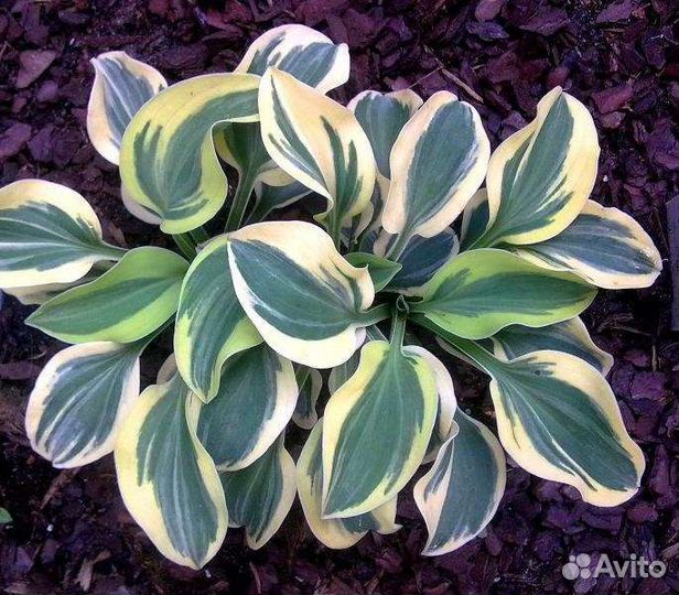 Хосты из серии Мышиные ушки