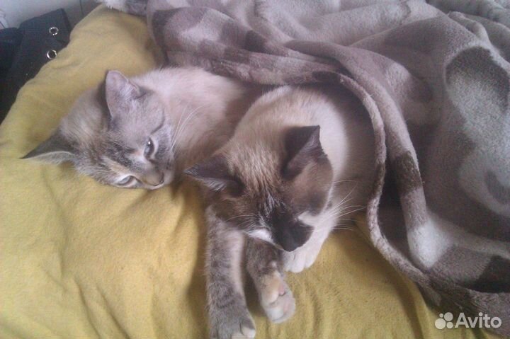 Передержка