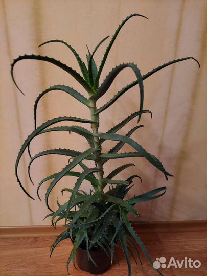 Алоэ 4 летний