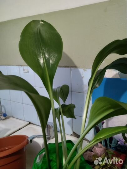 Эухарис амазонская лилия