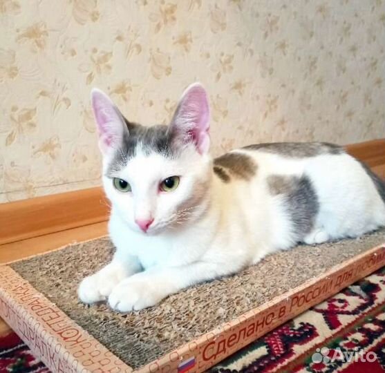 Кот в добрые руки