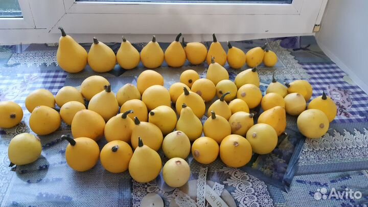 Тыква-груша декоративная