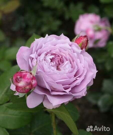 Растения для сада