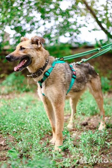 Собаку сдали в приют как ненужную вещь