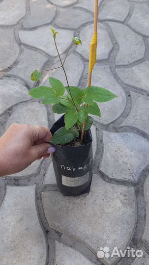 Клематис Парадизо