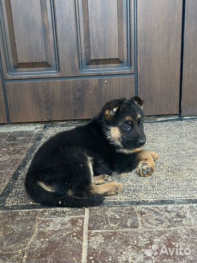 Щенки немецкой овчарки