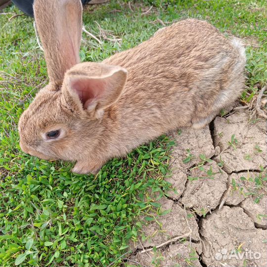 Кролики мясных пород