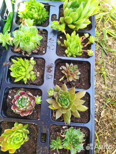 Молодило набор 10 сортов