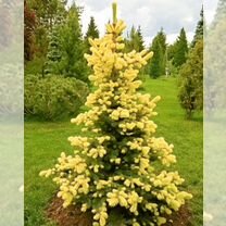 Ель Майголд