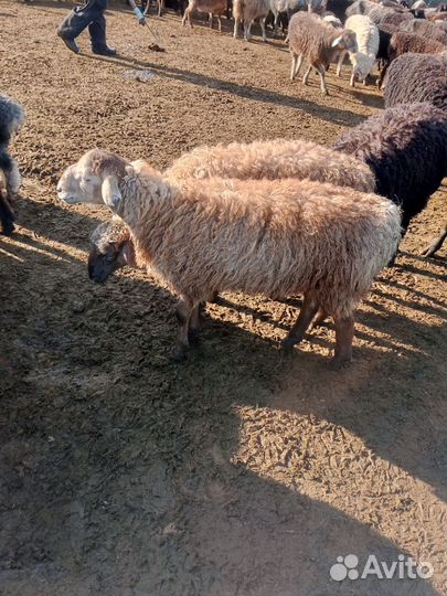 Мясо баранина