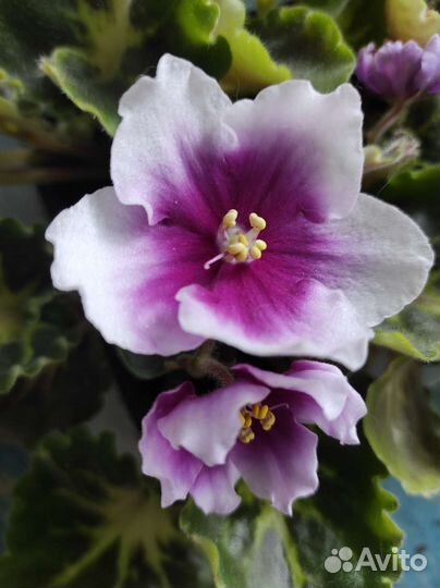 Детки сортовых фиалок