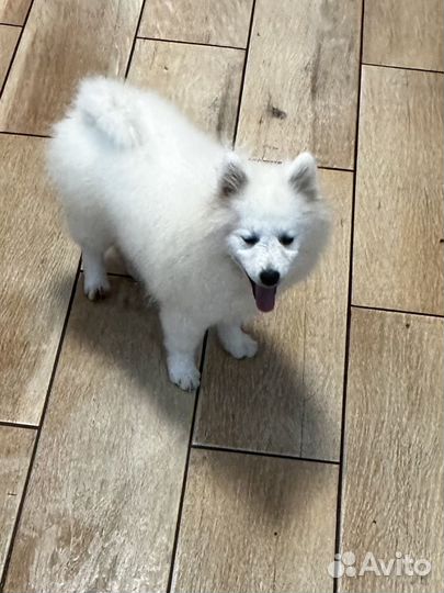 Щенки японского шпица