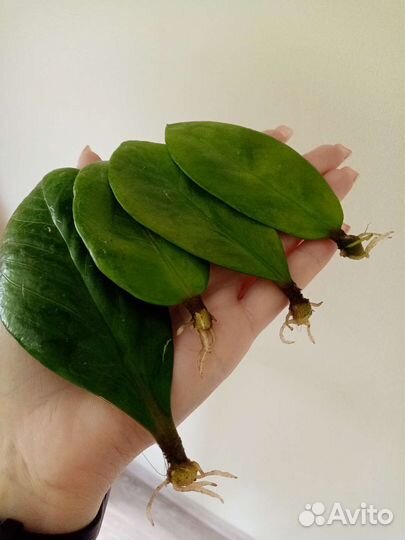 Замиакулькас