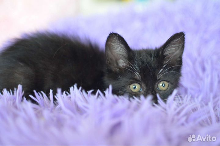 Котенок бесплатно