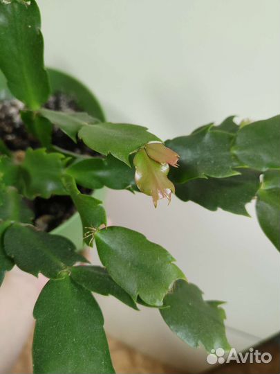 Декабрист розовый