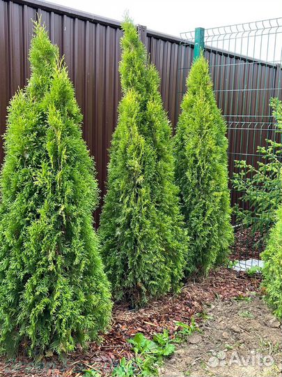 Туя Смарагд extra