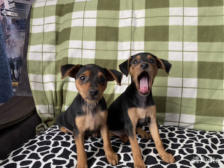 Цвергпинчер