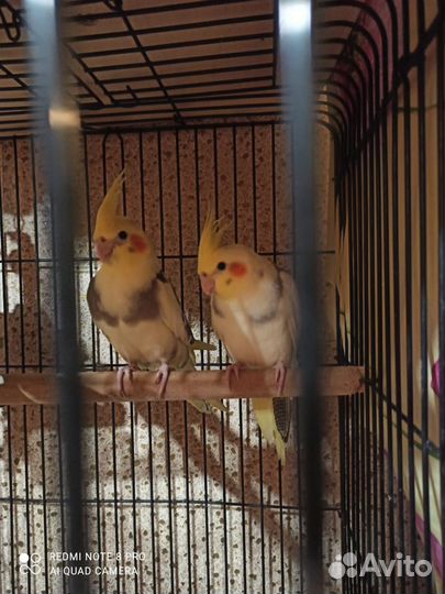 Попугай корелла птенец ручной