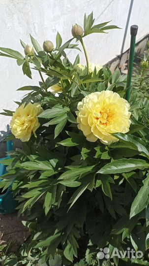 Пионы для сада