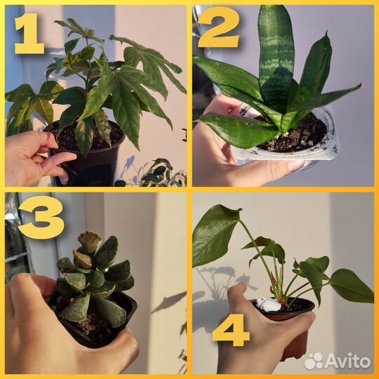 Комнатные цветы