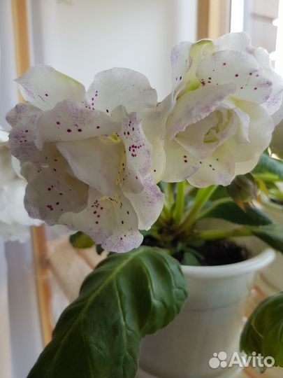 Глоксиния сортовая, укоренённые листы