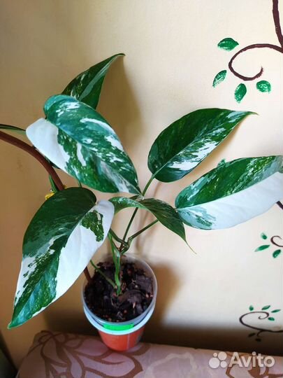 Саншайн, параизо верде