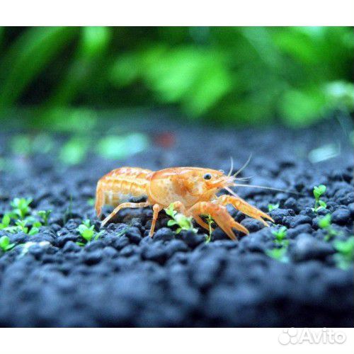 Рак мексиканский оранж карликовый