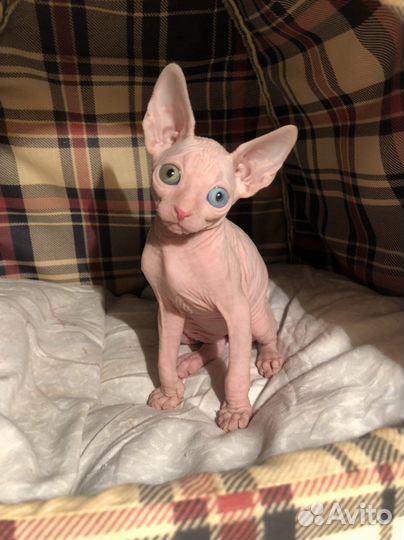 Разноглазый канадский сфинкс