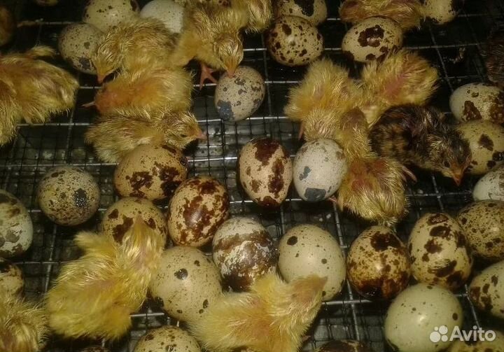 Инкубационное яйцо перепелов