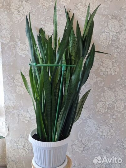 Сансевиерия, очень большая