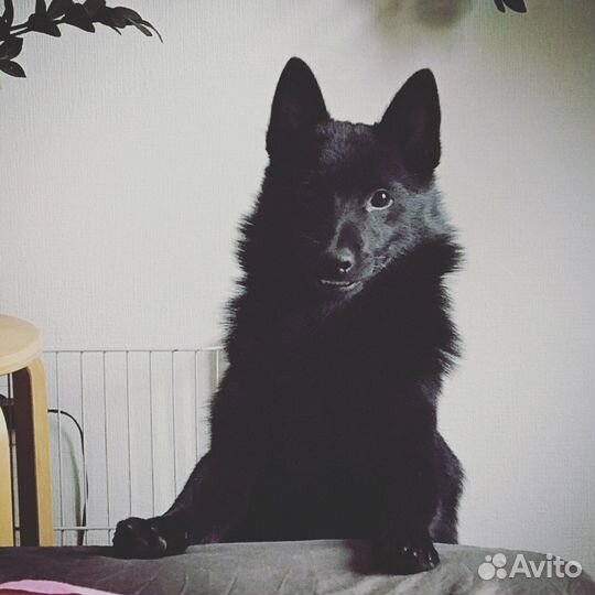 Шипперке (схипперке) вязка