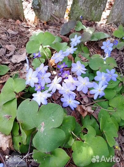 Первоцветы