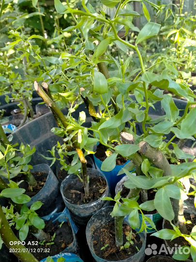 Саженцы/Черенки ивы спиралевидной/извилистой