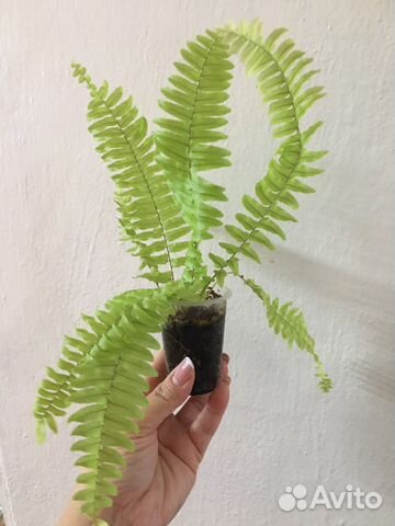 Комнатные растения купить в Воронеже | Товары для дома и дачи | Авито