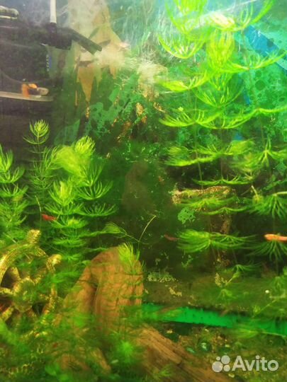 Аквариумные растения прополка