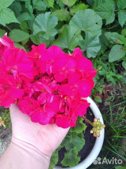 Герань пеларгония