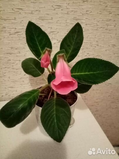 Глоксиния, тидея