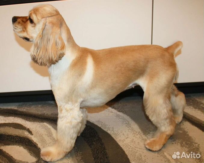 Стрижка собак и кошек