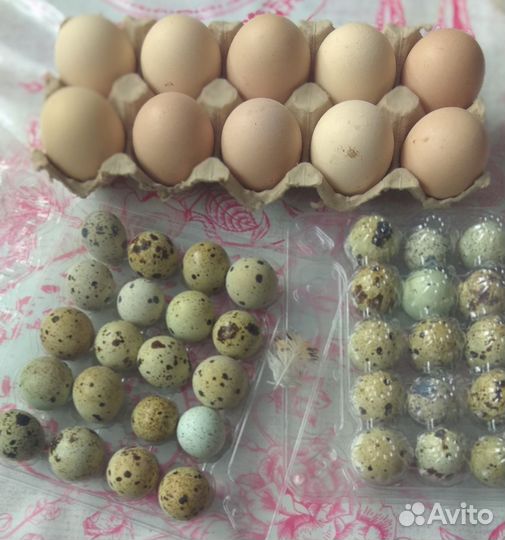 Яйцо, мясо перепелиное. Куриное яйцо