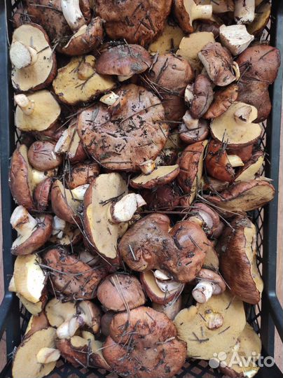 Грибы свежие, маринованные, солёные, сушенные