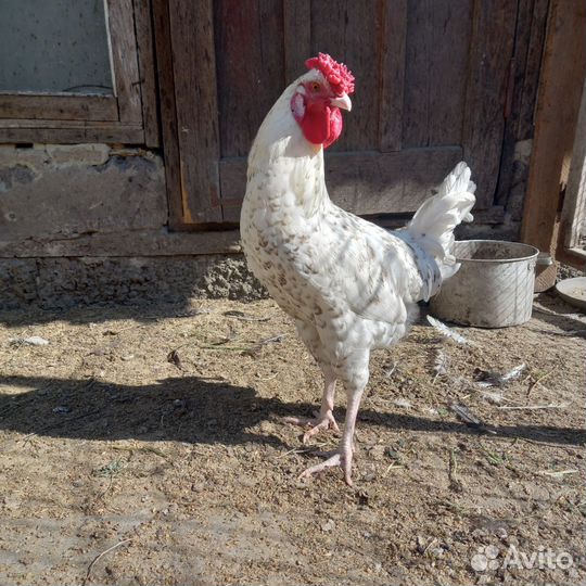 Петухи