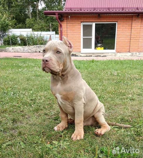 Американский булли classic