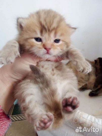 Шотландские котята
