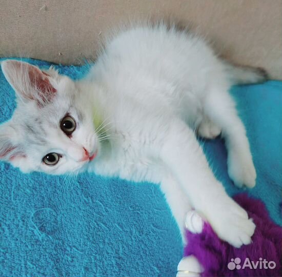 Кошечка в добрые руки