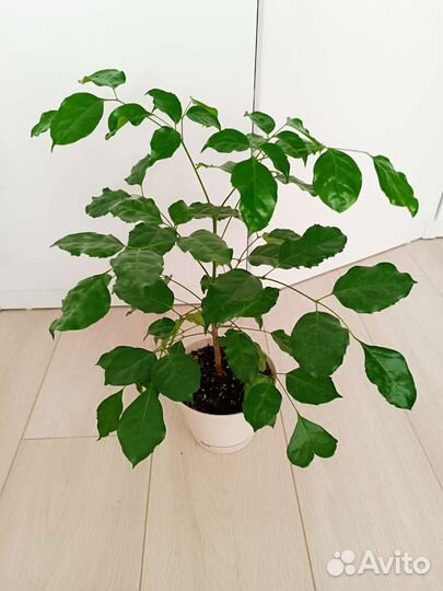 Радермахера