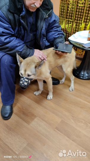 Собака в добрые руки