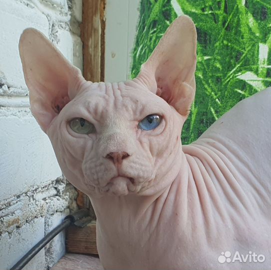 В добрые руки