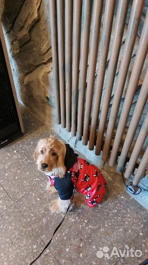 Комбинезон для собак